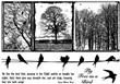 Cling- gumové razítko  Vtáci a stromy